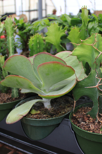 House Plants 3